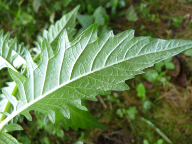 Verso de la feuille. Agrandir dans une nouvelle fenêtre (ou onglet)